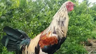 My Farm update 