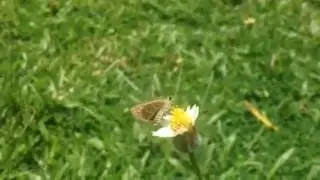 Nymphs of evening