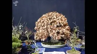 Noelanders trophy EBA&ESA 2017