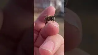 CUTEST Bee EVER!!!