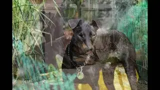 Manchester Terrier Song - andere Version