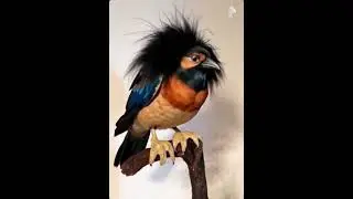 Skebob turn into a normal bird #memes #funny #birds