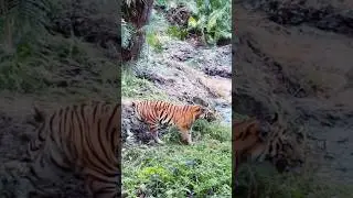 Jim Corbett National Park||Jungle Safari||wildlife photography||wildlife sanctuary||#wildlife#tiger
