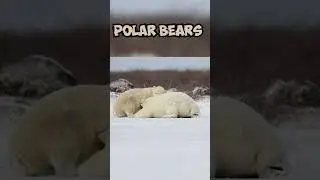Polar Bears Fighting and Sparring in the Snow #4k #bear #viral #shorts