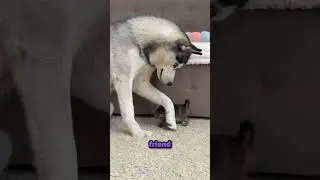 This Husky's Mission Was To Earn His Trust...No Matter How Long It Took.🙏❤️