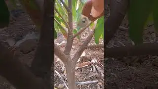 Pemangkasan bentuk usia 1 tahun|kakao samcuk#shots