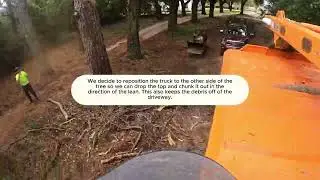 Pine tree removal