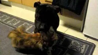 Staffi ja Mainecoon