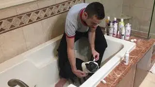 Warren London Dog Ear Cleaner