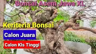 kreteria Calon Bonsai Juara /Bisa Ke Kelas Tertinggi