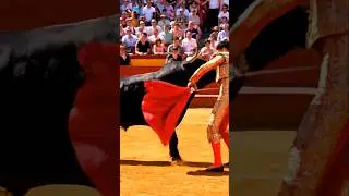 Bull Fight