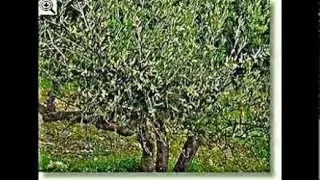 Olivenbaum, &Ouml;lbaum, &Ouml;lbaumgew&auml;chse (Oleaceae), Olea europaea L.