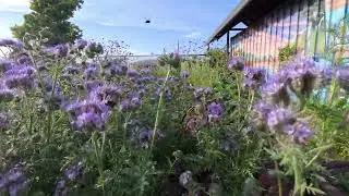Lacy Phacelia With Francisco Meza