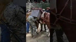 Military Mule Packing in Rough Terrain