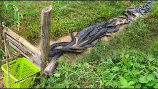 Do you believe in creating this fish trap? Day 8 trap builders catch a lot of fish. tyriq 1256