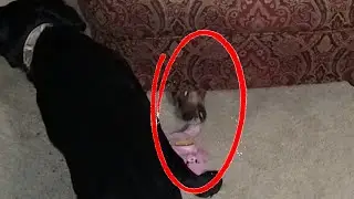 Dachshund Steals Toy from Black Lab