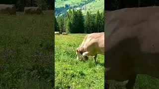 Happy cows in the Swiss alps 🐮