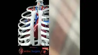 #anatomy #cmbbs Join this channel and become an insider member.Subscribe for free to see