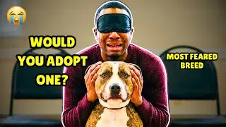 When Shelter Pitbulls Choose Their Owners Blindfolded 😭