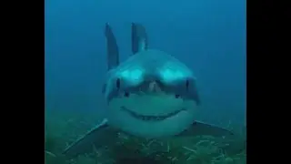 Save the sharks Ep 1