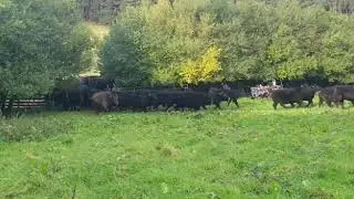 Mob Grazing: how Barnside Farm moves their herd from one pasture to another