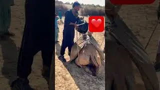 Desert boy is filling water bucket on camel