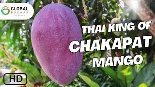 Thai King of Chakapat Mango | The Royal Variety Everyone Wants to Grow!  | Thai Red Emperor Mango
