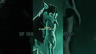 Are you loyal like a wolf or fake like a fox? 🔥 #motivation #attitude #lion #sigma