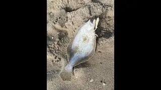 Catching Fluke with Friends on LBI, New Jersey - Fishing With Air Season 4 Episode 29
