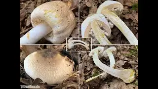 Pilzportrait - Karbolchampignon, Karbolegerling, Agaricus xanthodermus