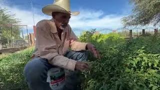 Don Cacho Fuentes pizcando chiltepin rojo en el jard&iacute;n de su casa