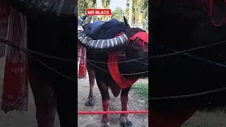 OLD KING 🤴  #status #new #shortsyoutube #mohjuj #shortvideo #story #wildanimals