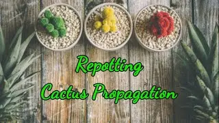 Repotting cactus propagation