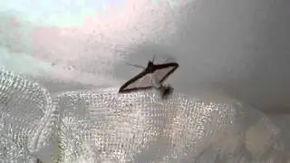 Weird Moth...what IS this???