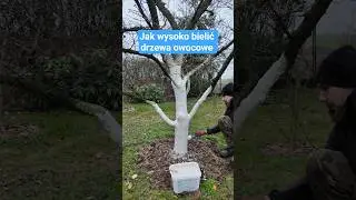 Jak wysoko bielić drzewa owocowe