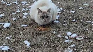 She Came Even in the Snow... My Special White Cat (3 Years Ago) ❄️🐱