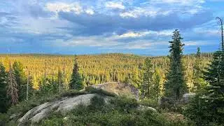 The Gentle Chirping Birds Of Tahoe National Forest | Nature Sounds For Sleep, Study, and Meditation