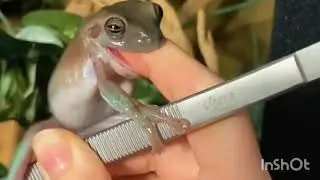 White's Tree Frogs Gone Wild 🐸 | Biting Fingers and Acting Crazy!