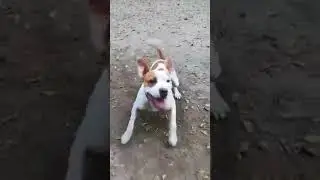 Lola the sweet dog needs a home!  - Gazdit keres Lola kutyus!