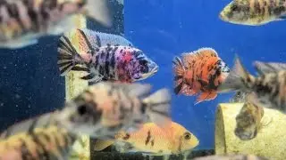 Watch This Boss! ][ OB Peacock Cichlid