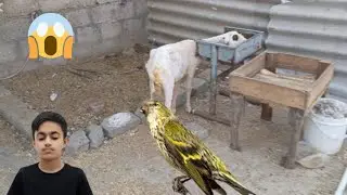 j Finch ko Marne sa bacha lia😯