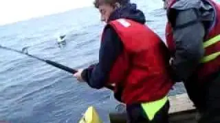 bluefin tuna fishing tas