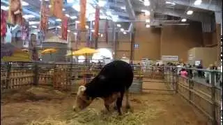 San Diego Fair 2014: Ag Tent
