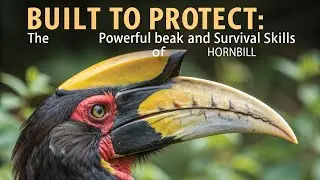 Built to Protect: The Powerful Beak and Survival Skills of the Hornbill