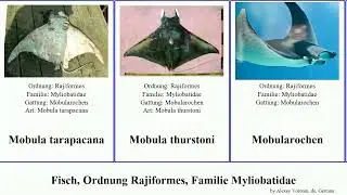 Fisch, Ordnung Rajiformes, Familie Myliobatidae myliobatis mobula fish australis brasiliensis