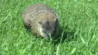 Up Close with a Groundhog!