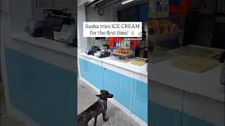Belgian Malinois tries ICE CREAM for the First Time!🍦 #dogtraining #malinois #brandywinedogacademy