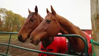 20-Acre Equestrian Paradise with 10-Stall Barn & Riding Arena | 3637 Old Forge Road