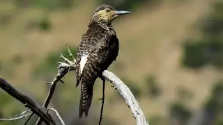 Chilean Flicker - near endemic