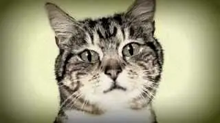 Cat Giving Speech